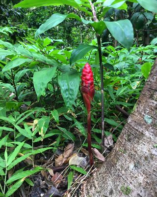 Hawaiian Red Ginger...swing! Aloha :)