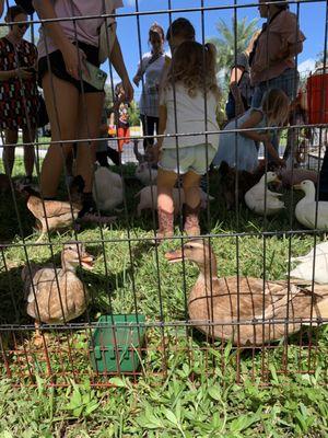 Petting Zoo at Harvest Festival