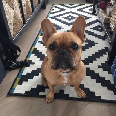 The shy, but loving Emma showing us her iconic Frenchie ears!