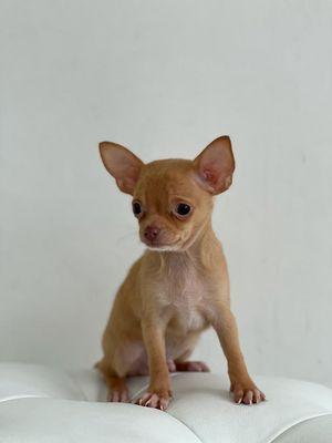 Chihuahua