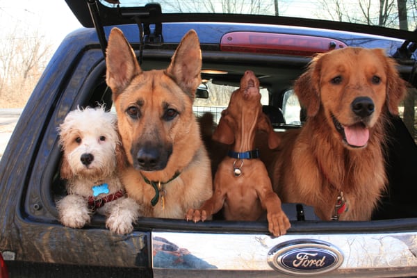 Ted, Kaya, Mabel and Rory