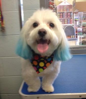 Punk got a little pizazz with his groom by the fabulous Missy!