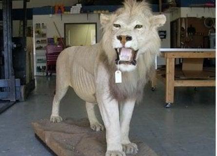 A taxidermy lion... what can Navis ship for you?