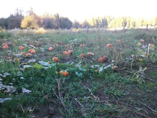 the pumpkin patch