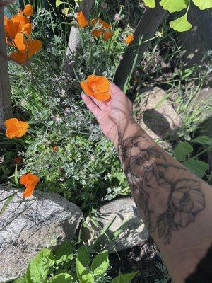 Elephant tattoo surrounded by poppys next to golden poppys!!