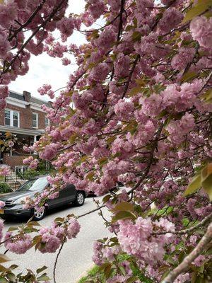 Beautiful in the springtime! Photo taken on Gillman Terrace