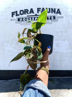 Philodendron Mican & all black planter