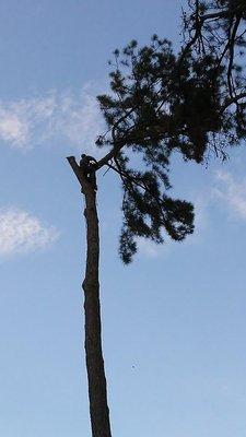 Tree climber cutting down tree.