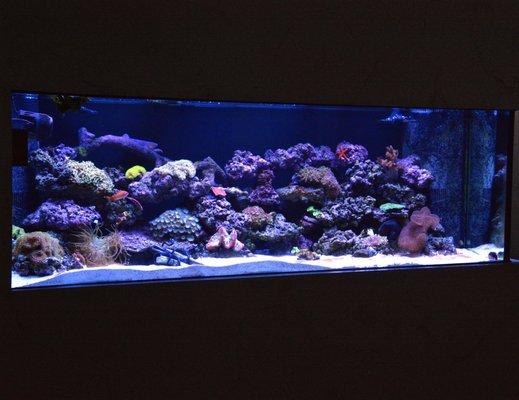 180 Gallon Reef tank