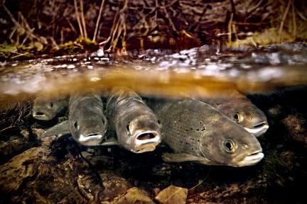 'Boys in the Choir' by John Ashley. Arctic Greyling swim upstream in a small spawning creek in western MT.