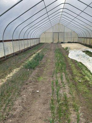 Edible greens in greenhouse with green onions