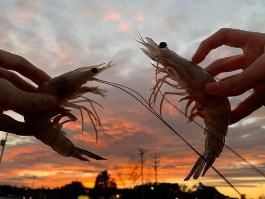 Outerbanks Seafood