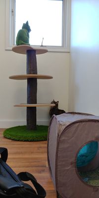 Cats are let out of their suites and allowed to play in 3 separate areas. This is the Bora Bora play area with cat trees, and cat tunnels.