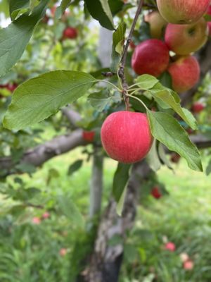 Apple in tree