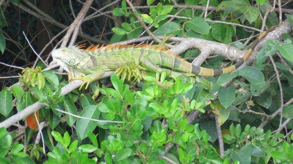 Wildlife from across the canal