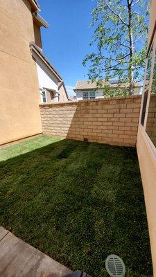 Tree and roots removed and new sod laid