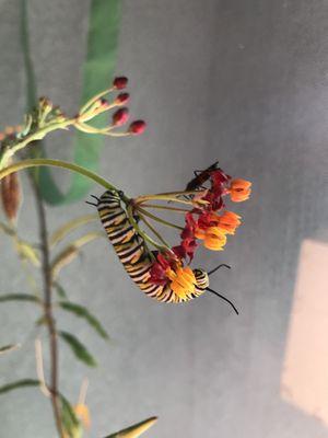 Monarch Caterpillar on a Blue Hills Nursery Milkweed plant.