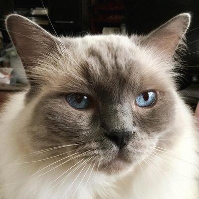 Sugar, our beautiful 12 year old Ragdoll got an eye infection.  Casco Bay Veterinarian Hospital took her right in.   She is on the mend.