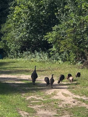 Turkeys in the back woods 2020.  We have 38 acres to see wildlife or just waking.