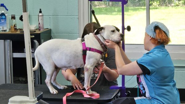 Hair Of The Dog Pet Spa