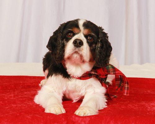 Christmas Photos at Dogpatch.