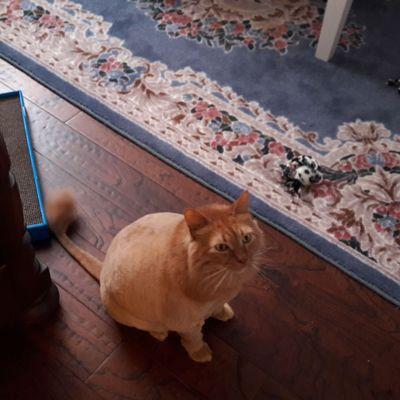 Face view of my Maine Coon showing off his new svelte lion cut by Groomingdales.