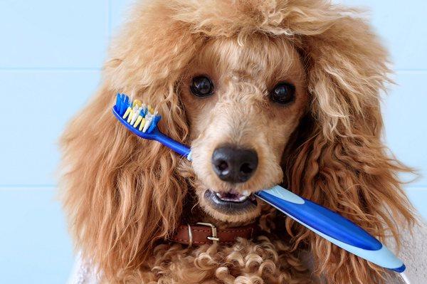 Your dog is ready for a teeth cleaning!