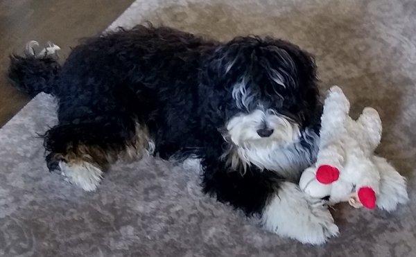 Otis loves his toys! Maybe too much!