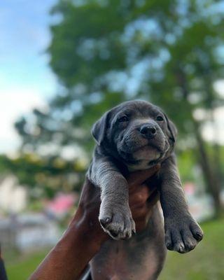 One of our handsome American Bully puppies (Clifford)