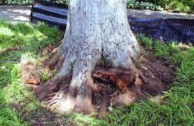 If your tree looks like this there is a good chance that it will need to be removed.