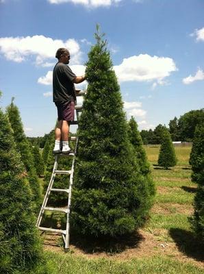 Hughes Christmas Tree Farm