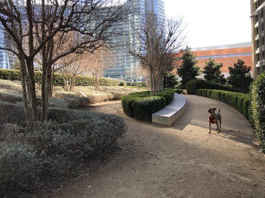 Buster loving the dog park