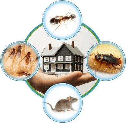 Let the professionals at W.O.L.F. Pest Control protect your family today