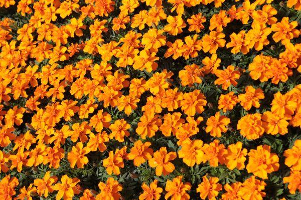 Marigolds