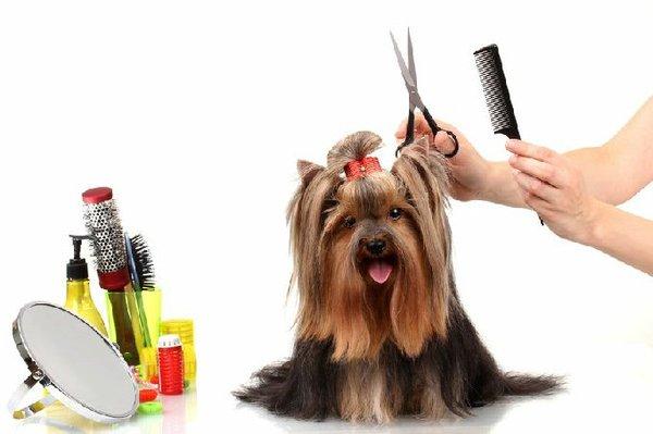 Dog Lovers Grooming Salon