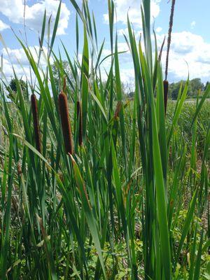 Cattail