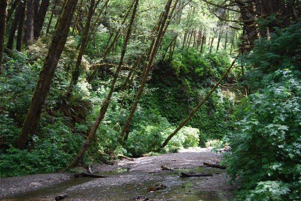 Fern Canyon is one of our most popular tour destinations.