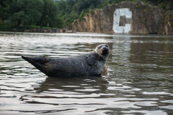 Park Terrace Gardens is blocks from the 196-acre Inwood Hill Park where a harbor seal has taken up residency the last several summers.