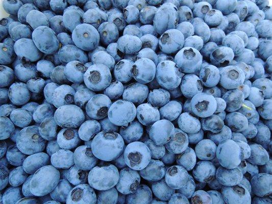 Linbo Blueberry Farm