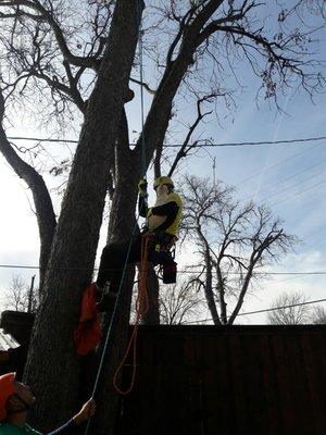 Cat In A Tree Emergency Rescue/New Leaf Tree Care