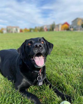 Rocco enjoying the sunshine and playtime!