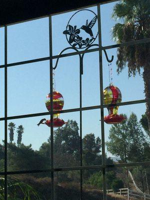 Hummingbirds feeding outside the living room window.