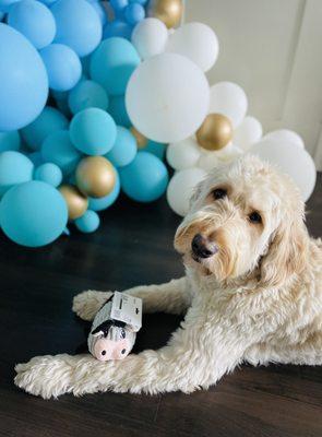 12 foot balloon arch for Baci :D