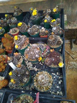 Copiapoa