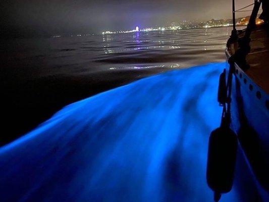 Plankton tour in Marina del Ray