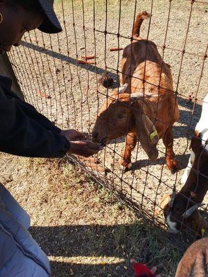 Goat feeding