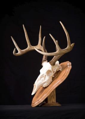 Walnut Creek Hardwood, Inc. - Hardwood skull/head mounting.