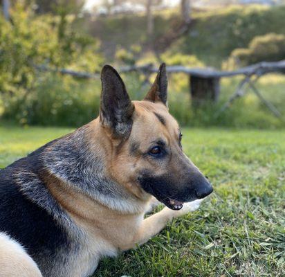 Handsome Dante 10yo