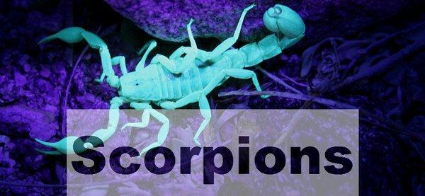 Scorpion Control