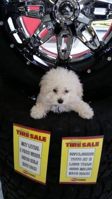 "Go Where The Big Dogs Go" The Precious Hero is Benji Wilson! He Loves Les Schwab Tire!  Want to use him for advertising??? :)